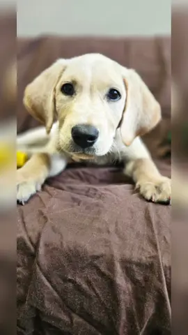 A post by @sassyfox88 on TikTok caption: my boy is gone..... I don't know what I'm going to do without him! 