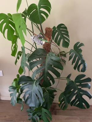 A post by @noholito on TikTok caption: Je bouture ma monstera 
