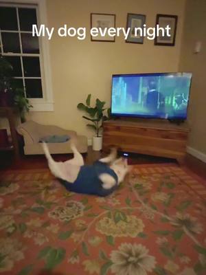 A post by @mistermainer on TikTok caption: Pookie needs her back scratched! #dogs #englishbullterrier #meme #funny 