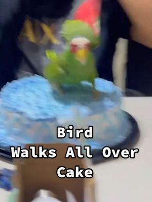 A post by @thepetcollective on TikTok caption: The parrot laughing about what he did was the real icing on the cake 🤣🎂 (Via - @michellemoreno99) #Parrot #fypシ #BirdsOfTikTok  