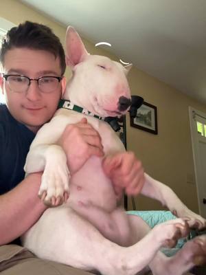A post by @mistermainer on TikTok caption: Tummy slaps for Pookie! #tummy #dogs #meme 