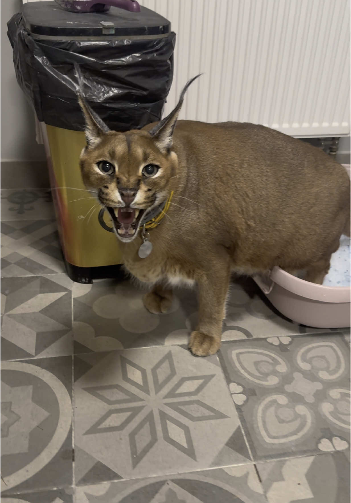 A post by @pumbacaracalofficial on TikTok caption: What’s Pumba doing?🫣