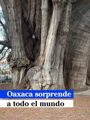 A post by @badabun on TikTok caption: Oaxaca sorprende a todo el mundo - @krystianvazquez