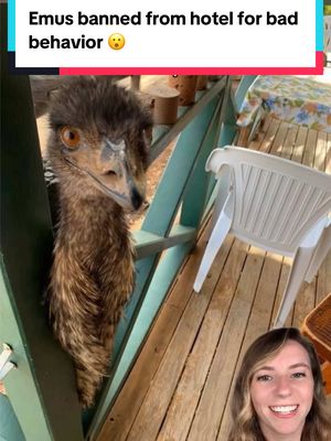 A post by @thatgoodnewsgirl on TikTok caption: Not only were they banned, they couldn’t even read the sign that banned them. 🐦 While they’re no longer welcome inside the Yaraka hotel, they are always welcome in town. ❤️ 📸 Kevin and Carol of Yaraka (FB) / Chris and Gerry Gimblett / Leanne Byrne / itv / 10news #emu #emus #animals #goodnews #cuteanimals #funnyanimals #peoplehelpinganimals #birds #largebirds #flightlessbirds 