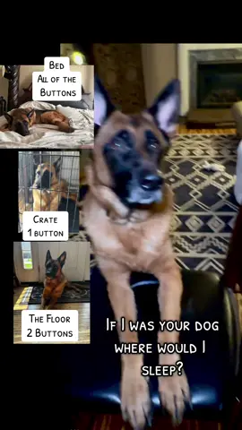 A post by @katncash on TikTok caption: #dogsoftiktok #germanshepherd #dogmom #petbond #girlanddog #doglove #funnydog #puppiesoftiktok #PetsOfTikTok 