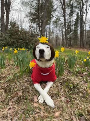 A post by @mistermainer on TikTok caption: Karen Bark is back hunnies! Order a Cameo In our Blio! #dogs #karen #cassandra #spring 