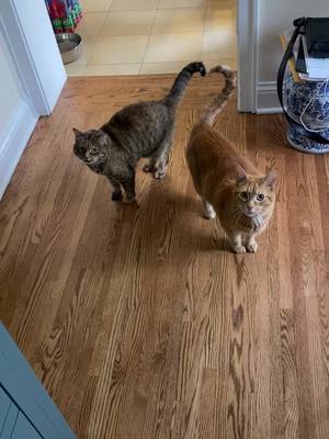 A post by @xo_pennypink on TikTok caption: I won the riff off this morning #cats #victory 