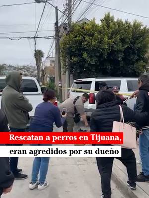 A post by @badabun on TikTok caption: Rescatan a perros en Tijuana, eran agredidos por su dueño. - @martinmendezreportero