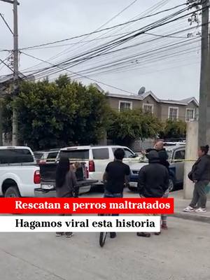 A post by @badabun on TikTok caption: Rescatan a perros maltratados. Hagamos viral esta historia - @martinmendezreportero