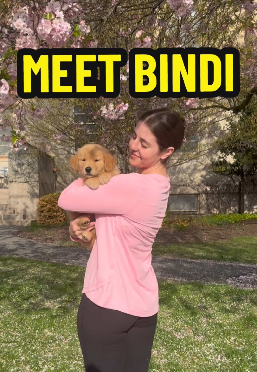 A post by @leviatyourservice on TikTok caption: Meet Caldera’s from Soho to Sydney at Helping Hounds “Bindi” aka the newest edition to the @Helping Hounds Service Dogs furfamily. Lovingly bred and raised by our dear friends @Cali & Koa | Service Dogs 🥰#goldenretriever #puppy #cherryblossoms 