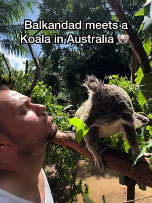 A post by @balkandad on TikTok caption: Balkandad meets a Koala 🐨 in Australia 🇦🇺 @Currumbin Wildlife Sanctuary  . . . . #balkandad #balkantiktok #wildlife #koala #australia #balkan #fyp 