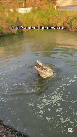 A post by @mattwrightau on TikTok caption: It’s been a big 12 months to get the name right for this massive crocodile at Top End Safari Camp. Congratulations to Jacob from Brisbane, QLD Australia. Can’t wait to see you up here. Well done team, thanks for the most amazing names in this competition. #croc #🐊 #topendsafaricamp @topendsafaricamp 