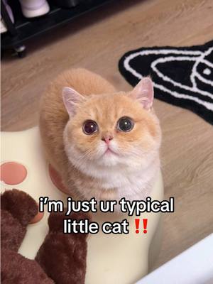 A post by @sunkittencats on TikTok caption: that’s my boy #fyppppppppppppppppppppppp #kitten #catsoftiktok #doobscoobgoob #fypシ゚viral 