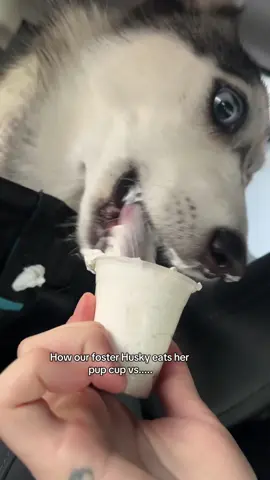 A post by @jessicajska on TikTok caption: Husky Vs Shiba energy   #huskyfoster #arizonafoster #husky #foster #adoptme #adoption #azhuskyrescue 