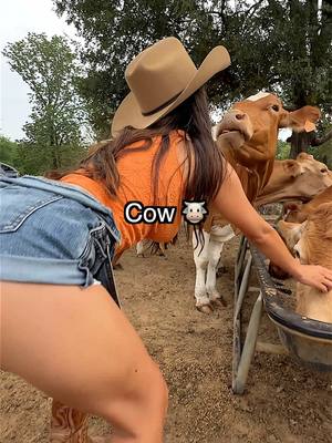 A post by @jostasy on TikTok caption: What’s ur fav? Cat, Dog or Cow? 🙄