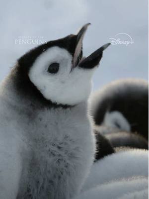 A post by @natgeo on TikTok caption: Making friends is crucially important for penguin chicks. It's also exactly as adorable as it sounds. #SecretsOfThePenguins