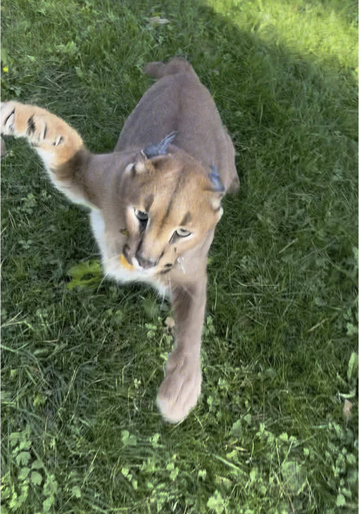 A post by @pumbacaracalofficial on TikTok caption: Pumba attacks🫣