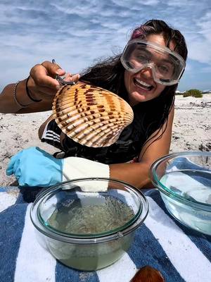 A post by @averycyrus on TikTok caption: my new hyperfixation is cleaning sea shells 