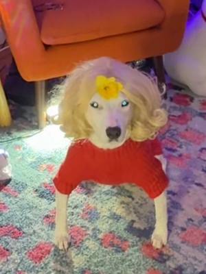 A post by @mistermainer on TikTok caption: My dog is a GURL. No “he’s so cute” comments #dogs #demure #cute #meme #girlythings #hairdo 