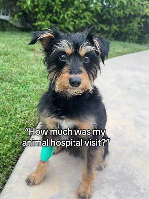 A post by @lilireinhart on TikTok caption: Milo is okay, thank god. And I need pet insurance. 