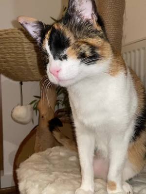 A post by @blind_cat_dmitri on TikTok caption: She lost her eyes 💔 #blindcat #meow #cute 