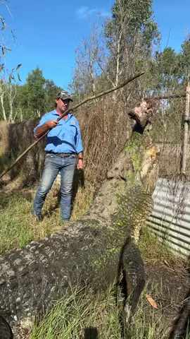 A post by @mattwrightau on TikTok caption: One massive croc
