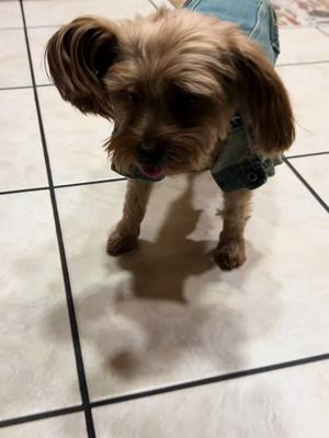 A post by @darealcherokeedass on TikTok caption: Gemma #dog #yorkie #yorkiedog #dogsoftiktok #yorkiesoftiktok #yorkiemom #doglover #dogmom #yorkies #doglover #fyp #foryoupage #foryou #darealcherokeedass #gemma #fypシ゚viral #jeanjacket 