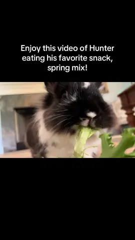 A post by @krista.1992 on TikTok caption: The crunches 🥹 #bunnytok #rabbitsoftiktok #foryou #rabbits #exoticpets 