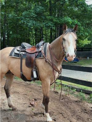 A post by @grace_pajs on TikTok caption: trucks in the shop again…. horse edit instead #gracepajs #gracek #westernfashion #westernfashioninfluencer #horsesoftiktok #barrelracing #westernhorses #buckskin #appaloosa 