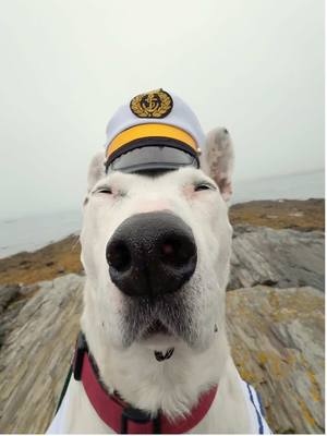 A post by @mistermainer on TikTok caption: When you forgot to tie up yer ship! #argg #sailor #ocean #sea #doggy 