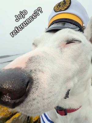 A post by @mistermainer on TikTok caption: Jojo reference? #jojo #dogs #maine #ocean #portland 
