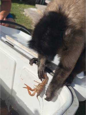 A post by @lifewithgaitlyn on TikTok caption: Crawfish 🦞 #gaitlynrae #crawfish #seafood 