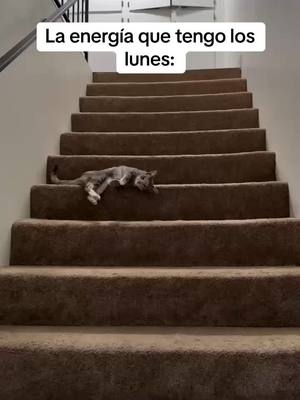 A post by @ceciarmy on TikTok caption: Así me siento hoy (Vía IG/ @margaux_is_perfect