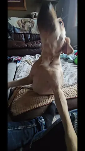 A post by @sassyfox88 on TikTok caption: miss my boy!! 
