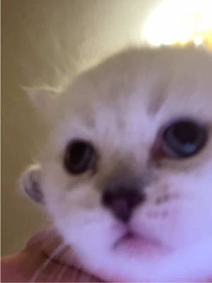 A post by @sunkittencats on TikTok caption: you’ve been goobed ‼️ #fyppppppppppppppppppppppp #kitten #catsoftiktok #doobscoobgoob #fypシ゚viral 