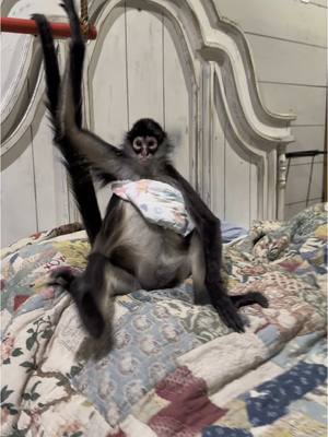 A post by @our_life_adventures on TikTok caption: Silly spidermonkey Birdy I reckon thinks she needs a bra🤣