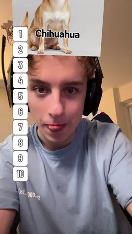 A post by @letshugotv on TikTok caption: WUFF WUFF