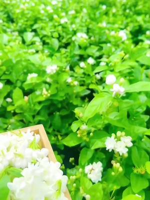 A post by @alehiqldb.jevhkfar9 on TikTok caption: 🔥Transforma tu espacio con nuestras hermosas jazmines! 🌟 #Jazmines #DecoracionInterior #TikTokMeHizoComprar #DecoracionDeCasa #MakeoverDeHabitacion #JardinExotico #FlorFragrante #PlantasDeInterior #TendenciasDecorativas #MejoraDeHogar #ComprarAhora #FloresDeRisa#TikTokShopSpringGlowUp #SpotlightFinds