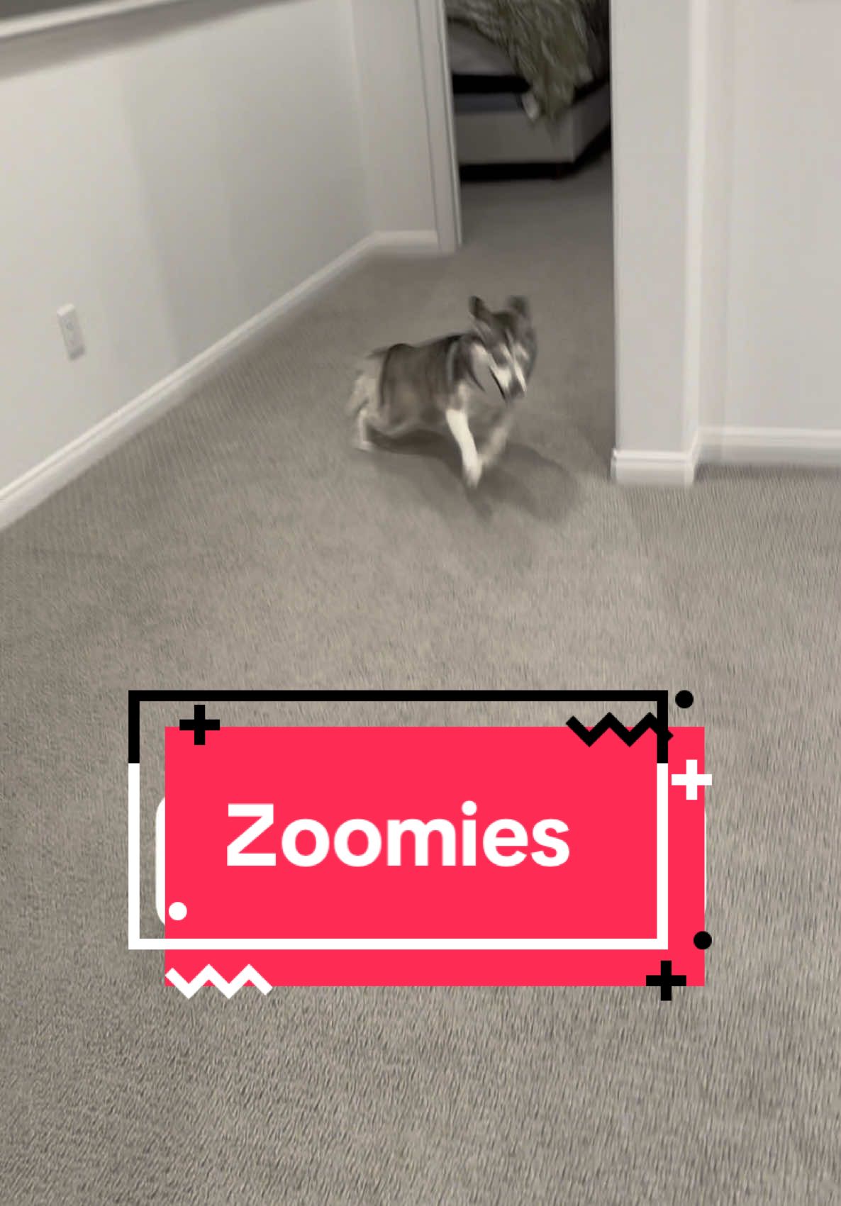 A post by @sapphie_the_pomsky on TikTok caption: POV: your dog getting epic zoomies 🤣🤣 #dogs #dogsoftiktok #happydog #queenofzoomies #zoomies 