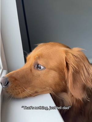 A post by @gravythegolden on TikTok caption: Gravy is on to something 😂 #goldenretriever #goldenretrieverlife #dogmom #dogmomlife 