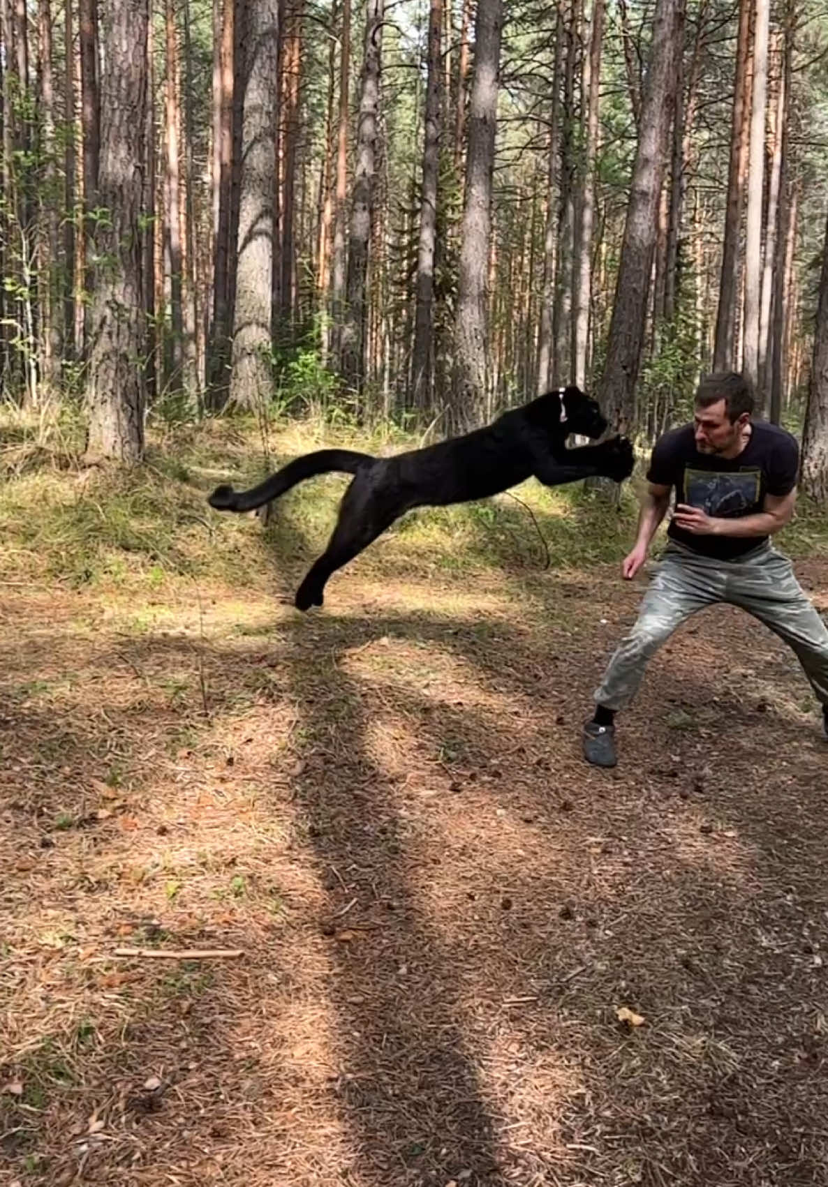 A post by @luna_the_pantera on TikTok caption: Crazy game 😂