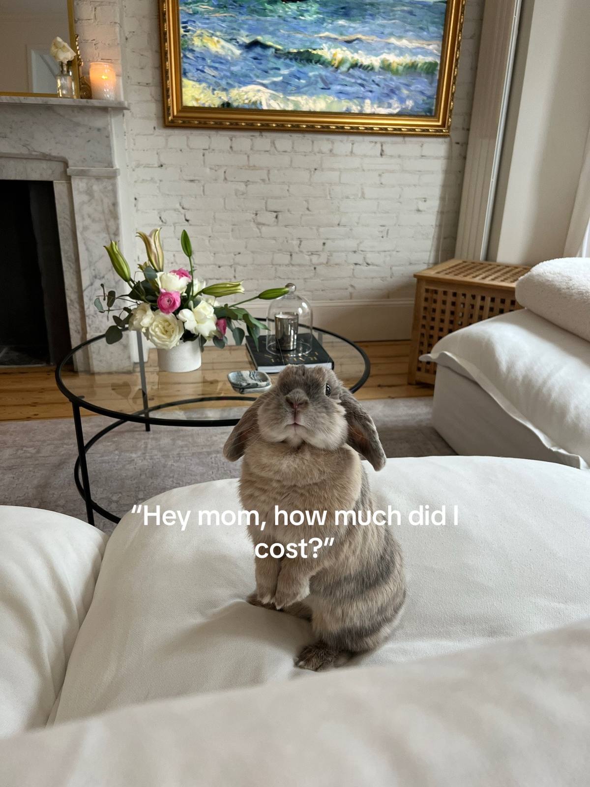 A post by @claudia.harrington on TikTok caption: She loves her organic veggies #rabbit #bunniesoftiktok #bunnytiktok #boston 