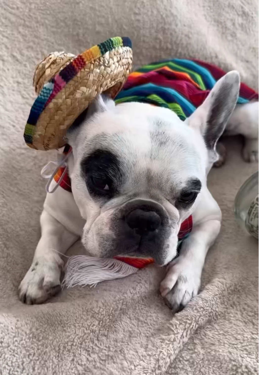 A post by @waltergeoffrey on TikTok caption: HAPPY #CINCODEMAYO! 🌵🍻🌶️🌮 Char Char Littles went a little too hard as always.  #dog #dogs #dogsoftiktok #dogtok #pet #pets #petsoftiktok #petstok #frenchie #frenchbulldog #dogmom #dogdad #doglovers #petlovers #funny #funnyvideos   #fyp #foryou #foryoupage #may #party #tequila #mexico #drinks