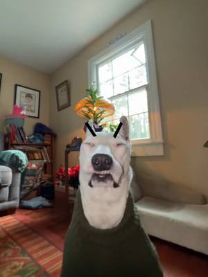 A post by @mistermainer on TikTok caption: Pookie and Doodlebug 😘 #dogs #pookie #meme #funny #memes #cutedogs 