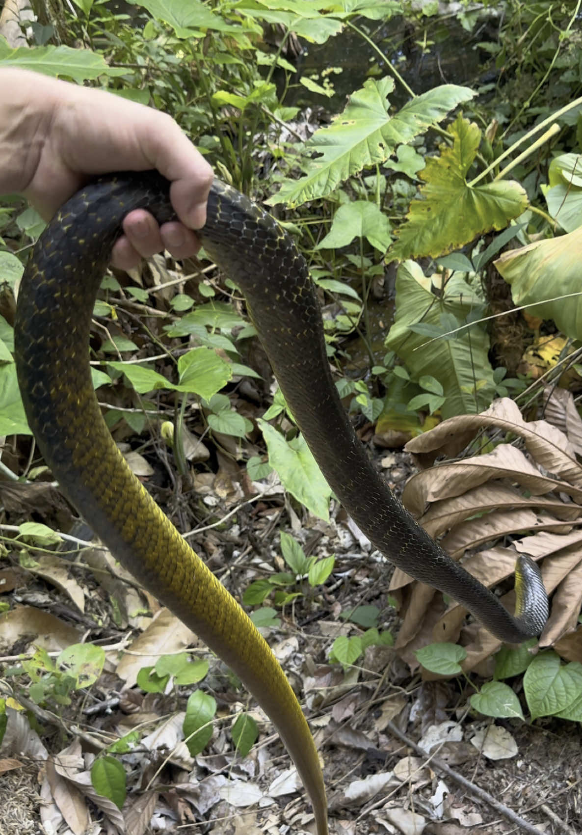 A post by @fishingarrett on TikTok caption: Exploring the Amazon rainforest! #wildlife#viralvideo#funny#educational#conservation#professional#yoink#snake#frog#foryoupage#fyp#Jungle#adventure#explore#nature#animal 