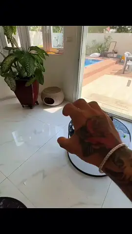A post by @dogg_chihuahua on TikTok caption: kuchi kuchi niki niki 😂 #pet #foryou #PetsOfTikTok #fypシ #chihuahua #dog 