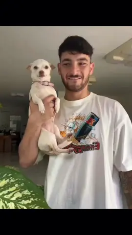 A post by @dogg_chihuahua on TikTok caption: trolling niki gone wrong 😂 #pet #foryou #PetsOfTikTok #fypシ #chihuahua #dog 