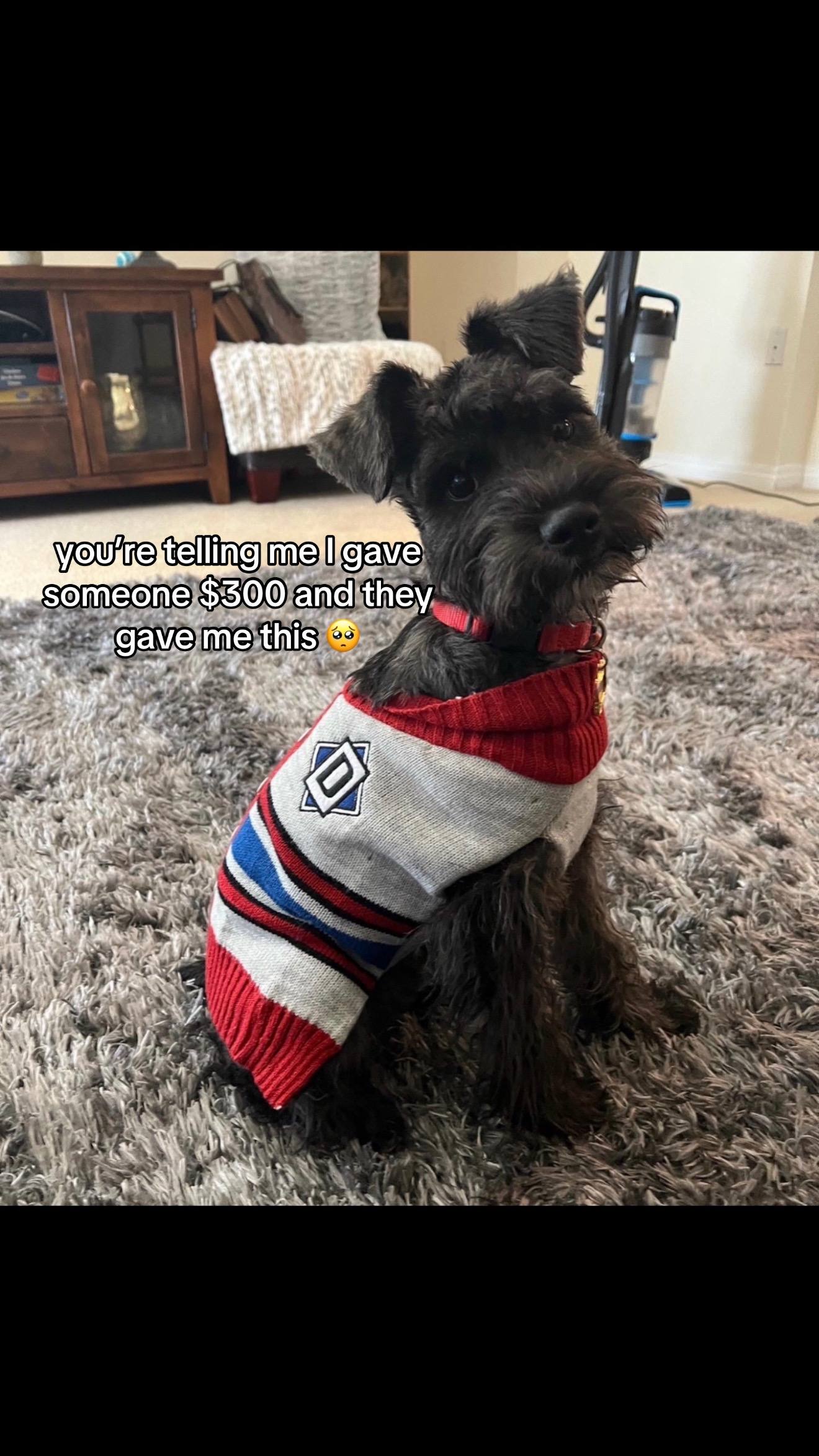 A post by @sierraxliyah on TikTok caption: My first baby, my Craigslist find  #fyp #puppy #minischnauzer #schnauzer 