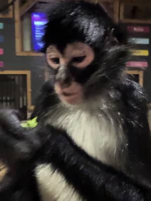 A post by @our_life_adventures on TikTok caption: The monkeys are worn out as usual. I can tell all the new activities and space here for them definitely is wearing them down faster. 