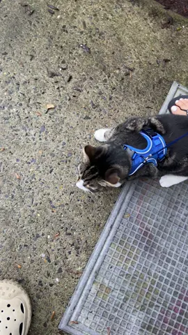 A post by @prajinachhetri on TikTok caption: He loves it😆 #cat #catsoftiktok 
